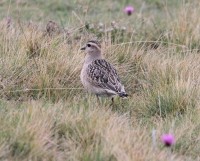 Piviere tortolino • Dotterel