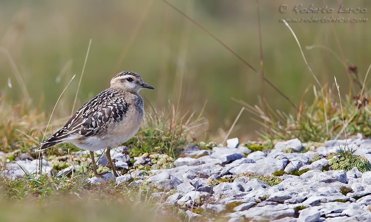 Piviere_tortolino_Dotterel_Charadrius_morinellus02_1200