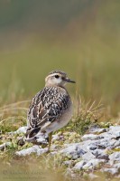 Piviere_tortolino_Dotterel_Charadrius_morinellus06_1200