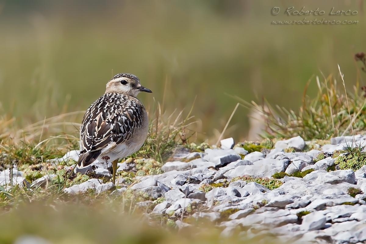 Piviere_tortolino_Dotterel_Charadrius_morinellus08_1200