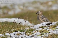 Piviere_tortolino_Dotterel_Charadrius_morinellus10_1200