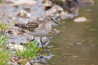 Gambecchio_comune_Calidris_minuta_Little_Stint08_1200