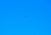 aquila reale juv. (1) B.Vallina 14 settembre 14