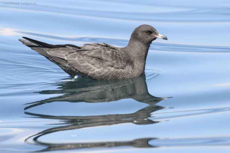 Labbo codalunga • Long-tailed Skua