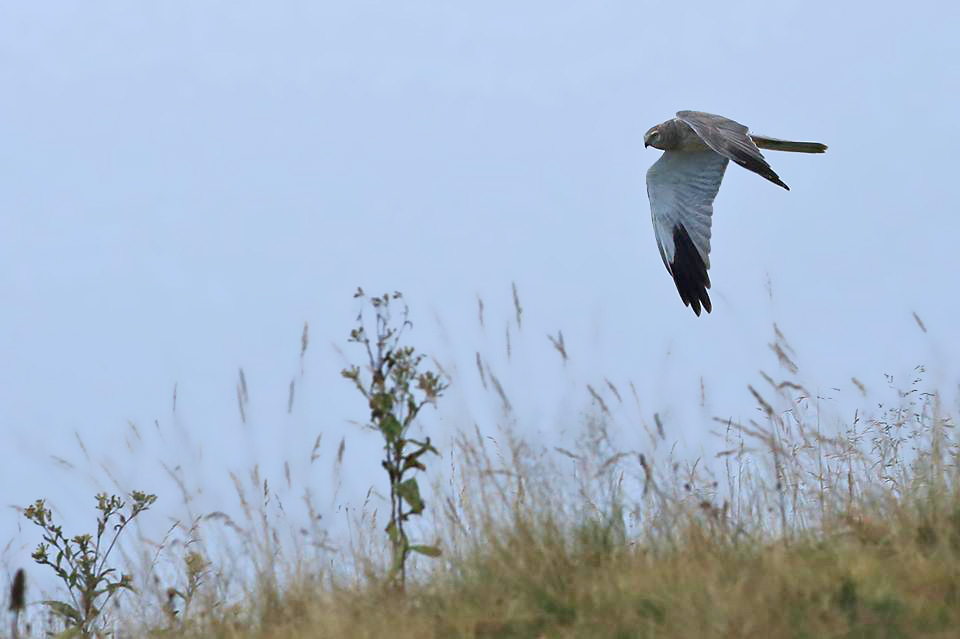 Albanella pallida • Pallid Harrier