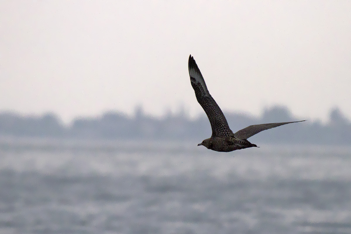 Stercorario mezzano • Pomarine Skua