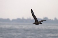 Stercorario mezzano • Pomarine Skua