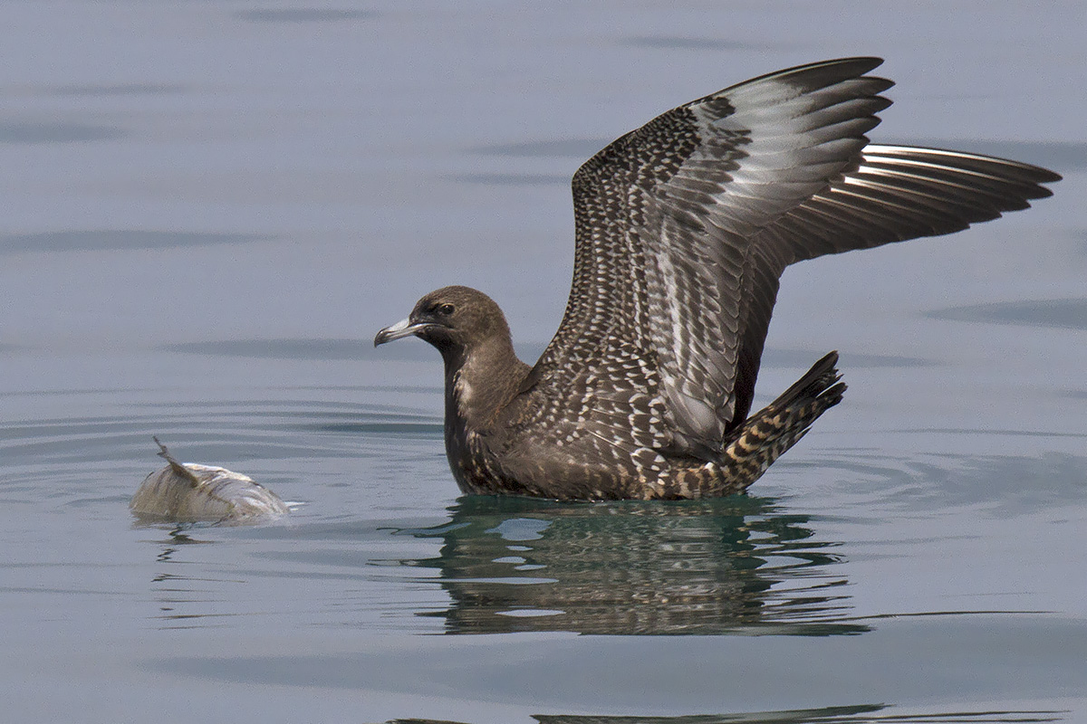 Stercorario mezzano • Pomarine Skua