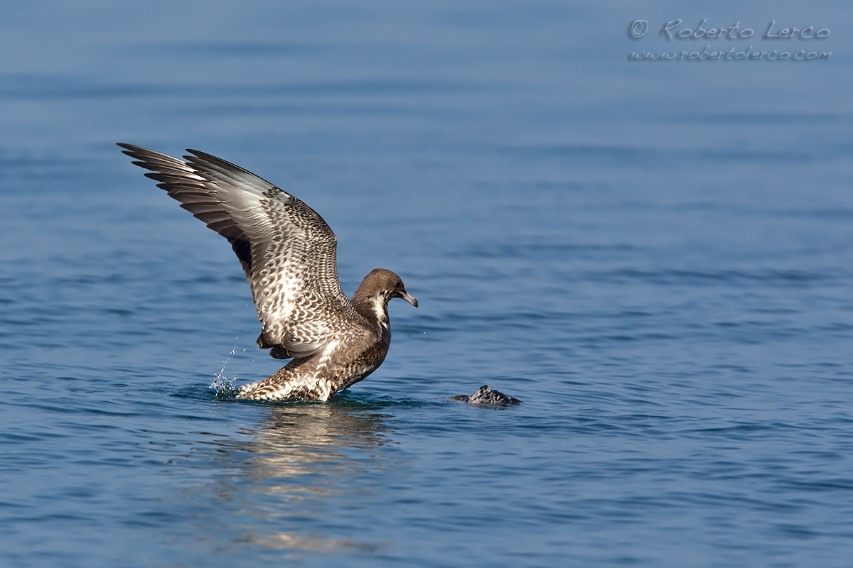 Pomarine_Skua01_1200