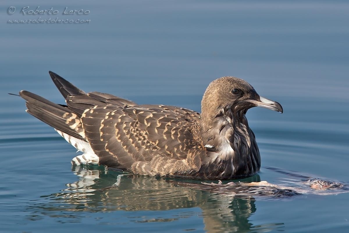 Pomarine_Skua03_1200