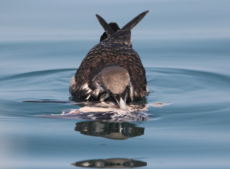 pomarine skua 2