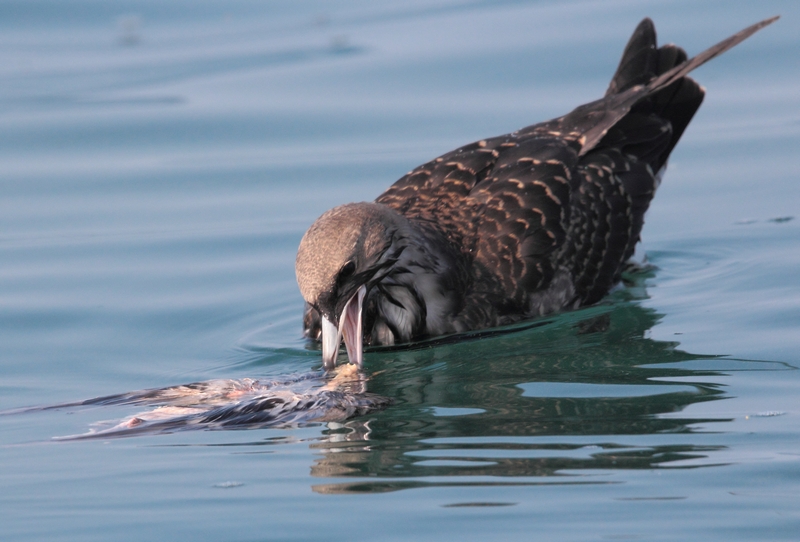 pomarine skua 1