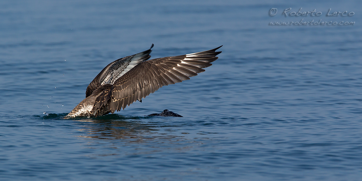 Pomarine_Skua02_1200