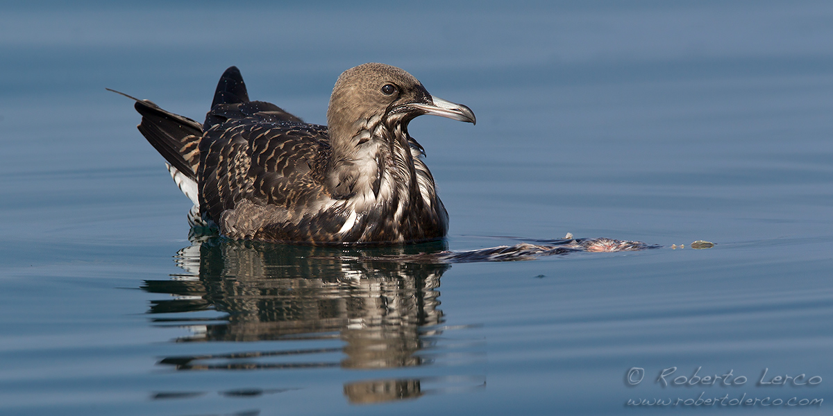 Pomarine_Skua16_1200