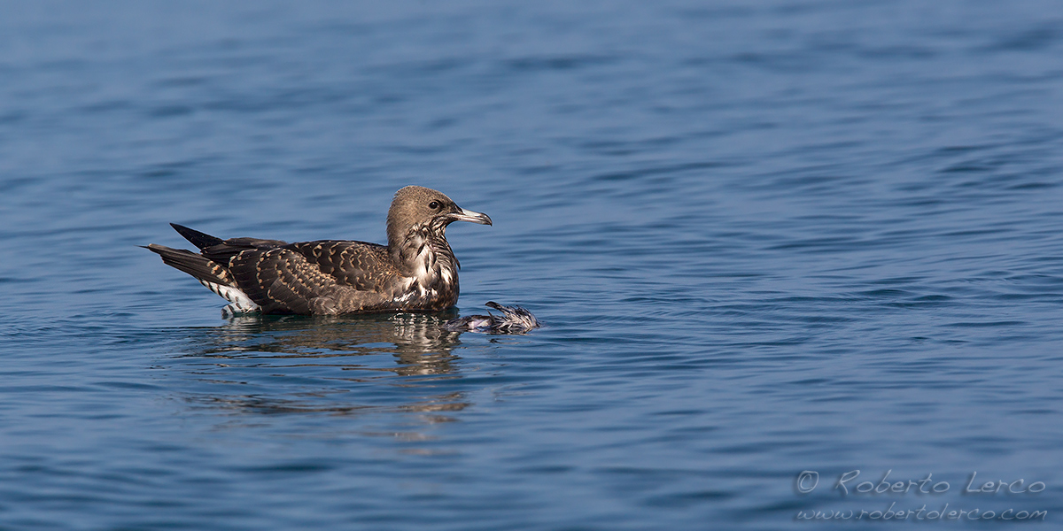 Pomarine_Skua06_1200