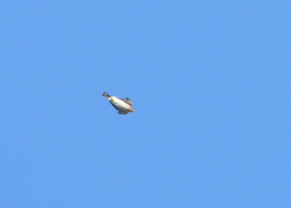 accipiter.3