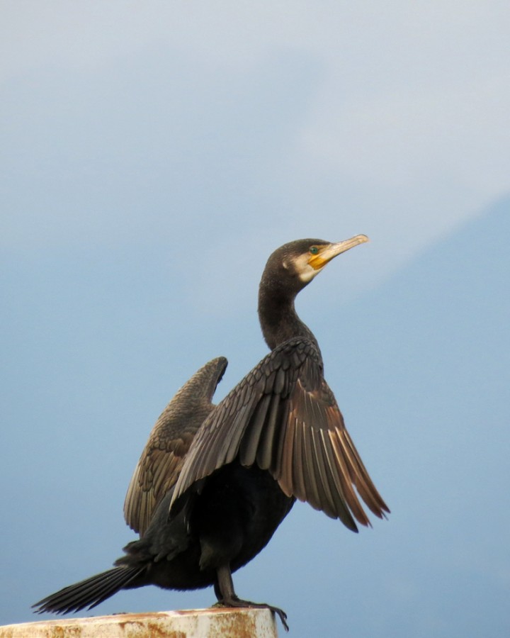 02-cormorano-nov14