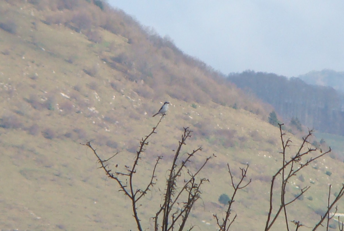 averla maggiore 3  Loffa 16 novembre 14