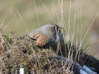 Prunella collaris nov14