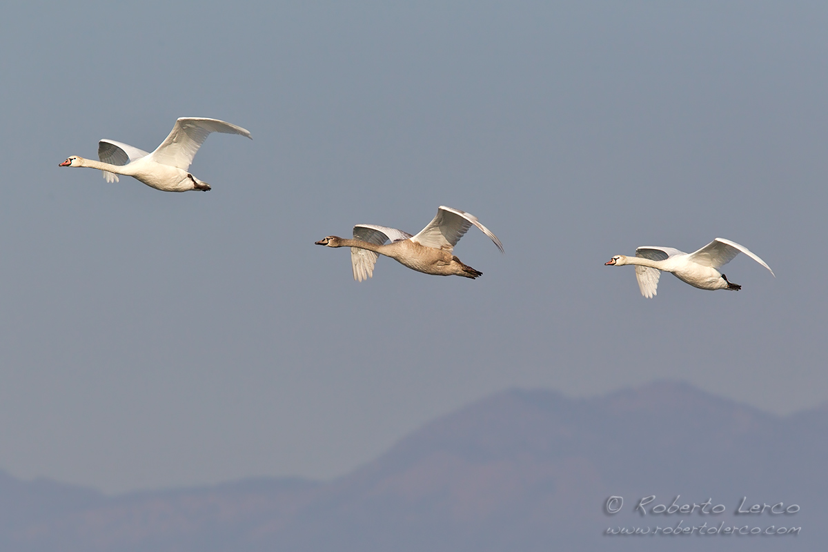 Cigno_reale_Cygnus_olor12_1200