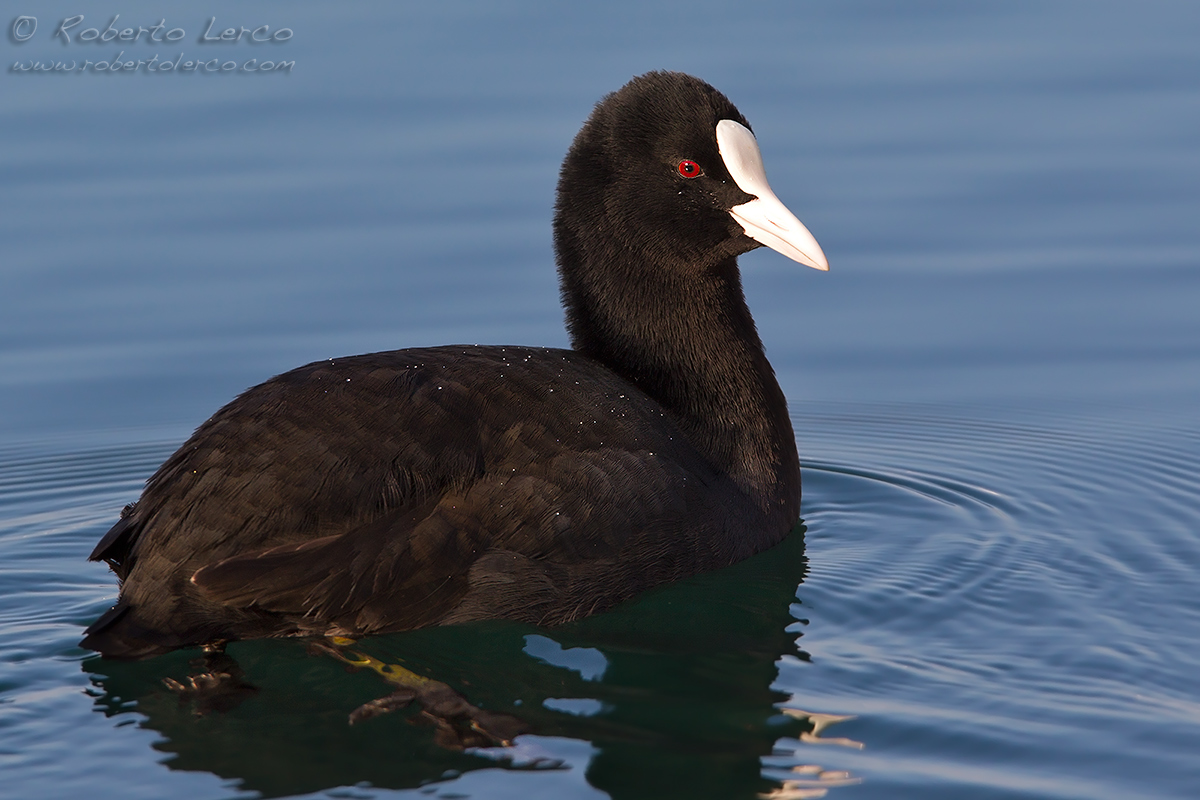 Folaga_Fuliga_atra_Eurasian_Coot14_1200