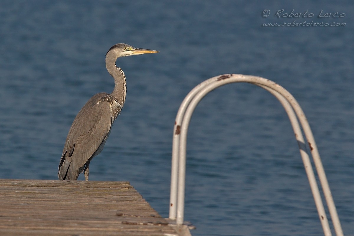 Airone_cenerino_Ardea_cinerea11_1200
