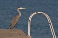 Airone_cenerino_Ardea_cinerea11_1200