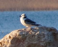 Gabbiano tridattilo Rissa tridactyla Kittiwake