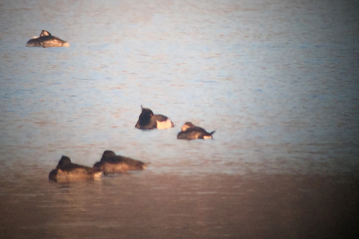 Gobbo della Giamaica • Ruddy Duck