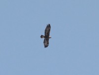 aquila reale.1