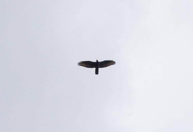 falco_pec05