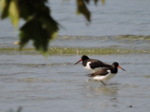Beccaccia di mare	Haematopus ostralegus	Eurasian Oystercatcher