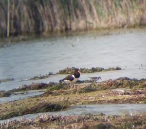 Beccaccia di mare	Haematopus ostralegus	Eurasian Oystercatcher