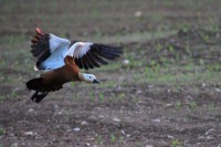 Casarca	Tadorna ferruginea	Ruddy Shelduck