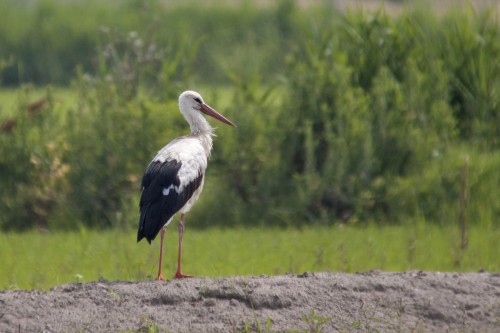 Ciconiidae