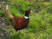 Fagiano comune	Phasianus colchicus	Common Pheasant