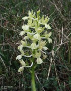 Orchis provincialis