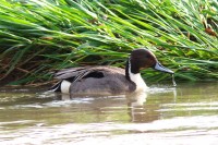 Codone	Anas acuta	Northern Pintail