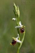 Orphys_holosericea01_1200