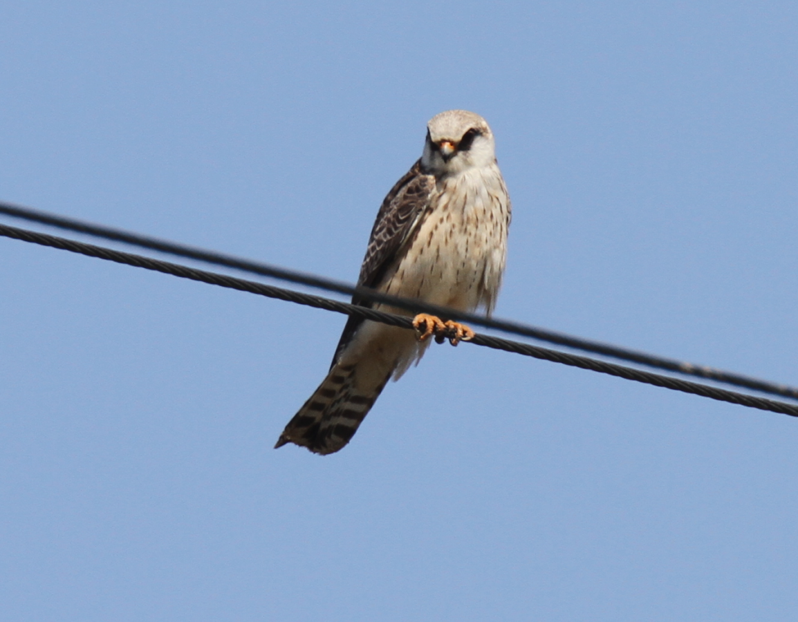 falco cuculo giovane ingr