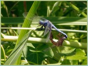 Orthetrum coerulescens