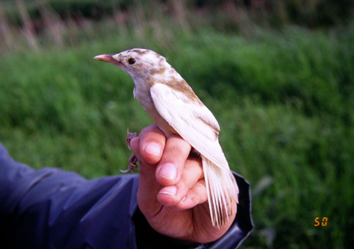 Cannareccione leucistico