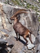 Gran Paradiso stambecco 