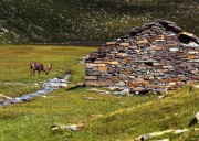 Gran Paradiso stambecco