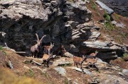 Gran Paradiso stambecchi