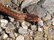 Vipera Berus o Marasso juv. 