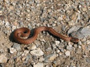 Vipera Berus o Marasso juv.