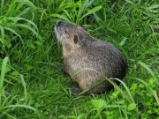 Nutria 1