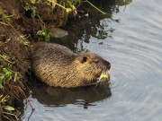 nutria 2