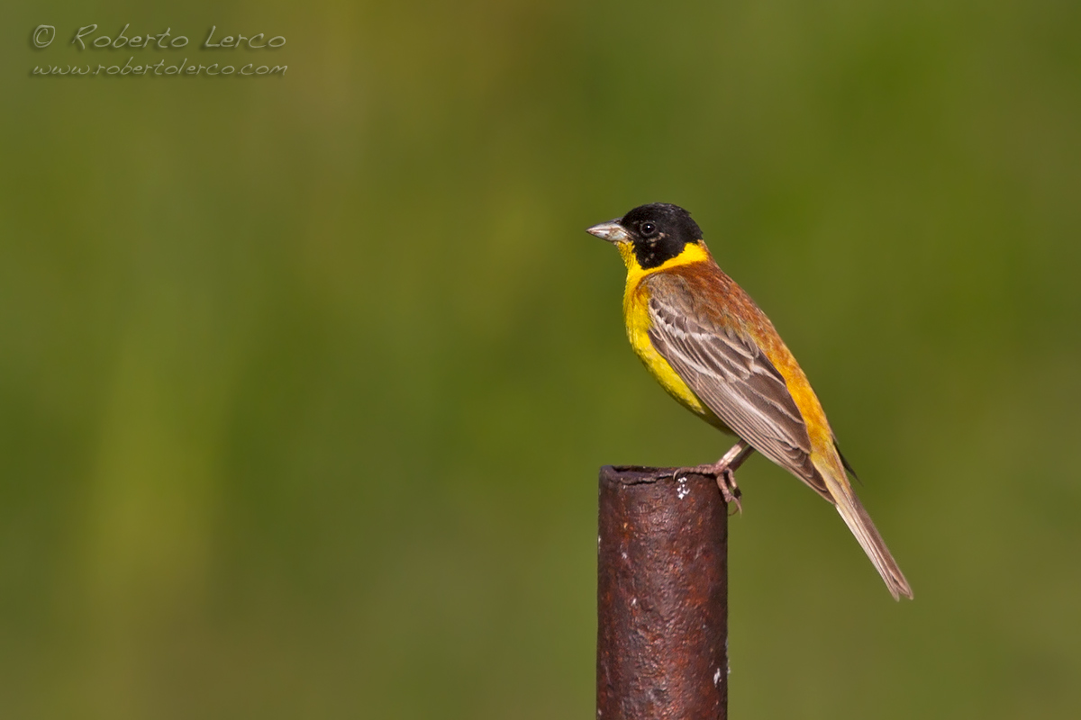 Zigolo_capinero_Black-Headed_Bunting01_1200